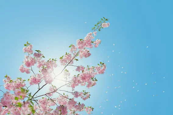 Zweig eines Kirschbaumes mit pinken Blüten von unten fotografiert, mit blauem Himmel im Hintergrund.